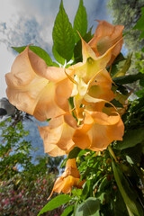 yellow flowers