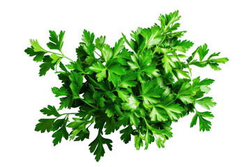 Mediterranean Herbs and Spices: Parsley Leaf Collection Healthy fresh celery. Small bunch, isolated on a clear background.