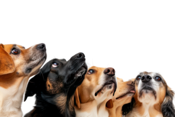 Group of dogs looking isolated on transparent background