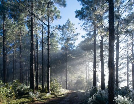 Imagine a misty morning in a pine forest. The air is cool, and dew clings to pine needles.