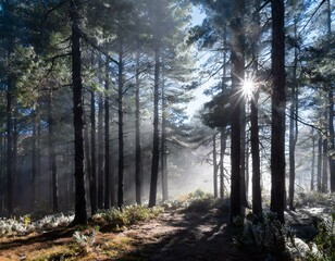 Fototapeta premium Imagine a misty morning in a pine forest. The air is cool, and dew clings to pine needles.