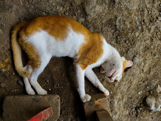 an orange and white wild cat sleeping soundly on the ground
