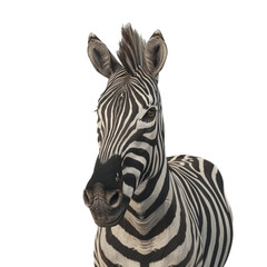 Fototapeta na wymiar zebra isolated on transparent background, png