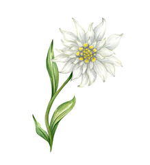 Edelweiss flower Leontopodium alpinum, Watercolor hand drawn alpine flower illustration. isolated 