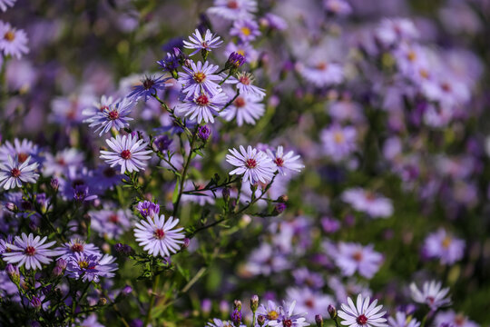 Symphyotrichum 'Little Carlow',  aster'Little Carlow', Robust perennial plant with abundant violet-blue, yellow-centred, daisy-like flowers.