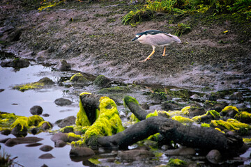 Night Heron standing in California salt marsh