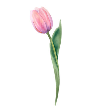 Watercolor tulip flower on a white background of pink color hand-painted. A spring illustration of a delicate bud. Template for designers, printing postcards and invitations.