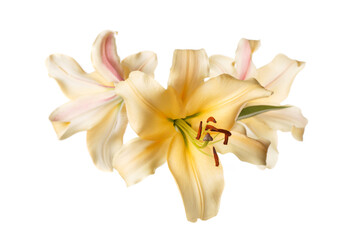 A bouquet of yellow lilies isolated on white background.