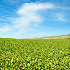 Fototapeta na wymiar Green field of corn and blue sky.