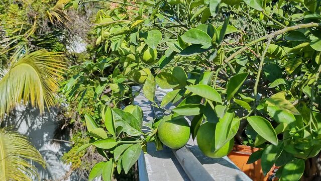 Mosambi fruits called as Bergamot orange or Citrus bergamia,Green pomelo in house garden