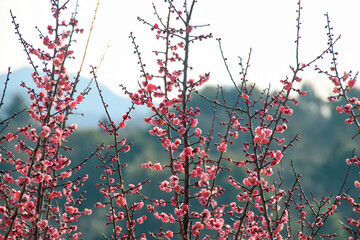 長崎の虎馬園のピンクの梅の花