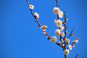 長崎の虎馬園の梅の花のクローズアップ06