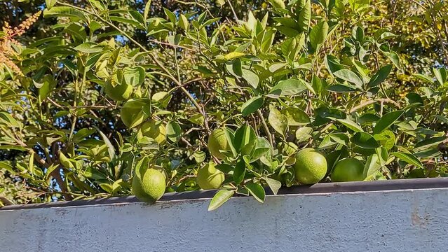 Mosambi fruits called as Bergamot orange or Citrus bergamia,Green pomelo in house garden