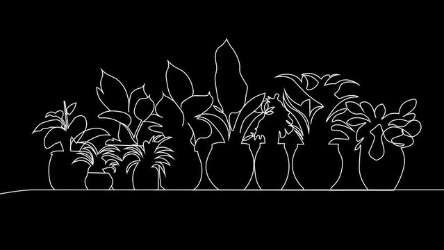 Continuous line of Tropical Plants in Pots Drawing Single line animation  on black background. 

