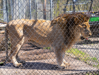  A lion seen through a chain-link fence at a zoo, representing wildlife in captivity.