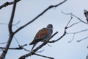 European turtle dove a branch
