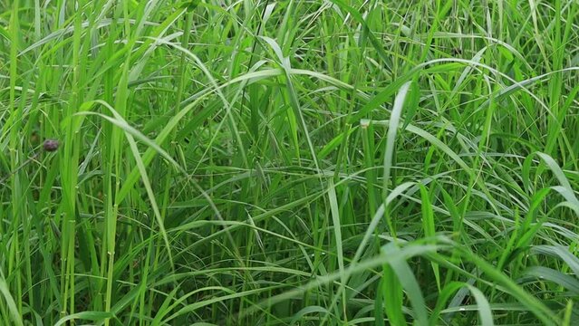 A detailed shot of a vast field of Hierochloe, a type of terrestrial plant commonly used as flooring in agriculture. The lush green grass covers the grassland like a soft carpet