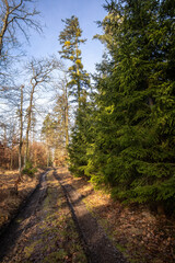 Fototapeta na wymiar Path through spring forest and blue sky