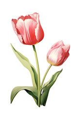 Single Red Tulip Illustration on White Background