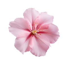 Pink Hibiscus Flower Isolated on White