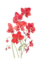 Fototapeta na wymiar Red Orchid Watercolor Illustration