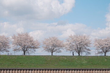 blossom trees