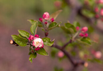 Obraz premium pink flowers