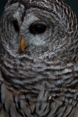 Barred Owl close-up portrait 