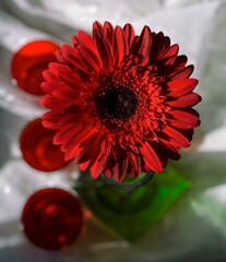 Spring time stilllife with red gerbera in green glass vase