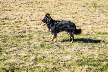 Young Bohemian shepherd stands on meadow.