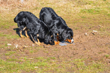 2 dogs (Bohemian shepherd and Bernese mountain dog) drinking from puddle. - 745812815