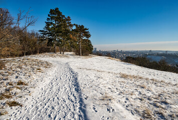 Track in snowy meadow, pine forest and town Prague on background. - 745813272