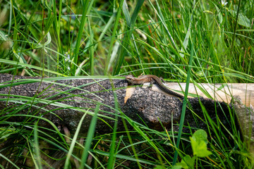 A common lizard is taking a sunbath