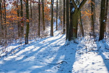 Remnants of golden leaves in forest, snow on ground and blue line. - 745813425