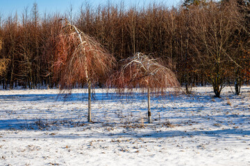Two nice birch tree on snowy meadow. - 745813453