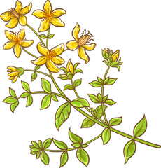 Tutsan Plant Colored Detailed Illustration - obrazy, fototapety, plakaty