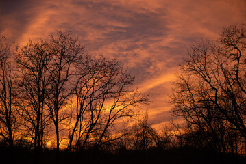 Spectacular golden clouds colored by the setting sun. Silhouettes of trees at the end of a spring day