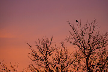 A lonely blackbird singing on the branch of a tall tree in the evening at sunset on a red hot sky background