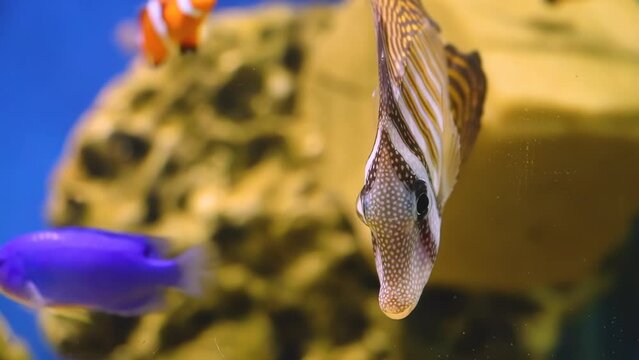 Beautiful striped marine coral fish Zebrasoma veliferum swims near reef in blue water. Slow motion blur.