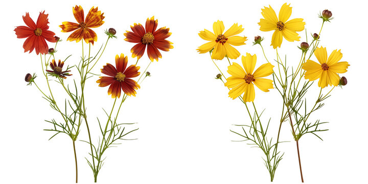 bouquet of Coreopsis flowers, isolated on transparent background