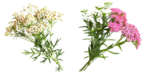 summer season flowers bouquet made with Yarrow isolated on transparent background