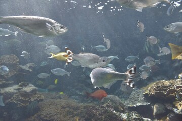 Fototapeta premium 魚
