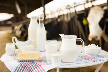 Dairy products on table against the background of herd of cows in barn