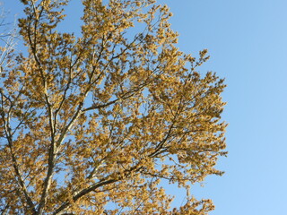 An oak tree covered in pollen