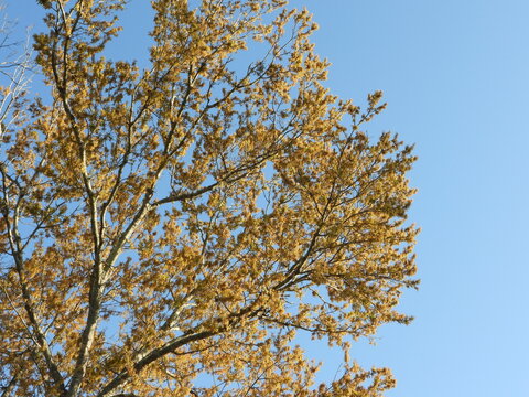 An oak tree covered in pollen
