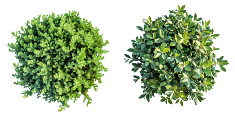 Buxus sempervirens round bush or evergreen shrubs, isolated on transparent background
