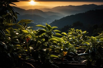 View of arabica coffee plants in Minas Gerais, Brazil, generative IA - obrazy, fototapety, plakaty
