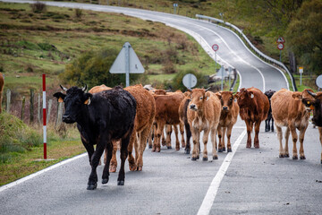 herd of cows blocking the road, Mata de Hoz , municipio de Valdeolea , Cantabria, Spain