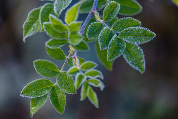 frost on plants, San Cebrián de Mudá, Palencia, Spain