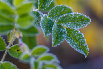 frost on plants, San Cebrián de Mudá, Palencia, Spain